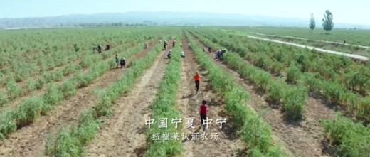 草际风来作药香—寻找中国好营养