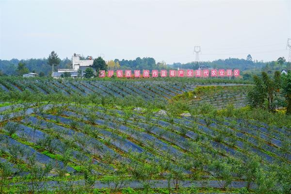 北川：绘就产业“蓝”图 迈向“莓”好生活